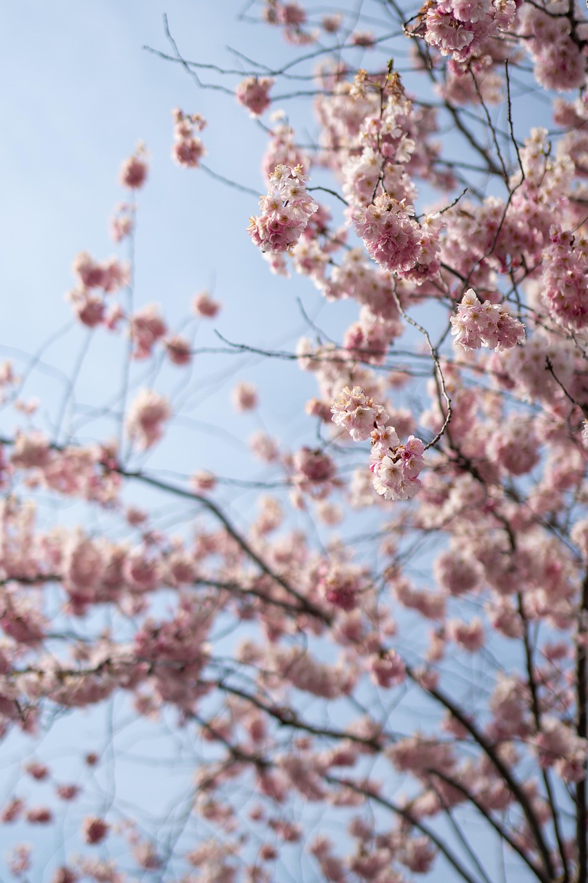 d&eacute;couvrez nos conseils et astuces pour l'entretien des arbres et l'am&eacute;nagement paysager, afin de cr&eacute;er un environnement ext&eacute;rieur harmonieux et naturel.