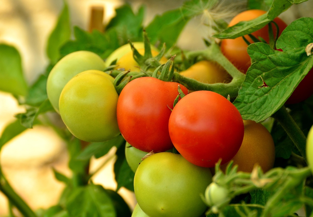 d&eacute;couvrez nos tuteurs &agrave; tomates robustes et faciles &agrave; utiliser pour soutenir vos plants de tomates et assurer une croissance optimale.