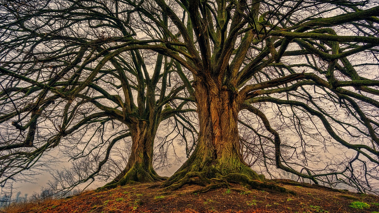 d&eacute;couvrez l'importance de la pr&eacute;servation des for&ecirc;ts anciennes, v&eacute;ritables tr&eacute;sors de biodiversit&eacute; et t&eacute;moins de notre histoire naturelle.