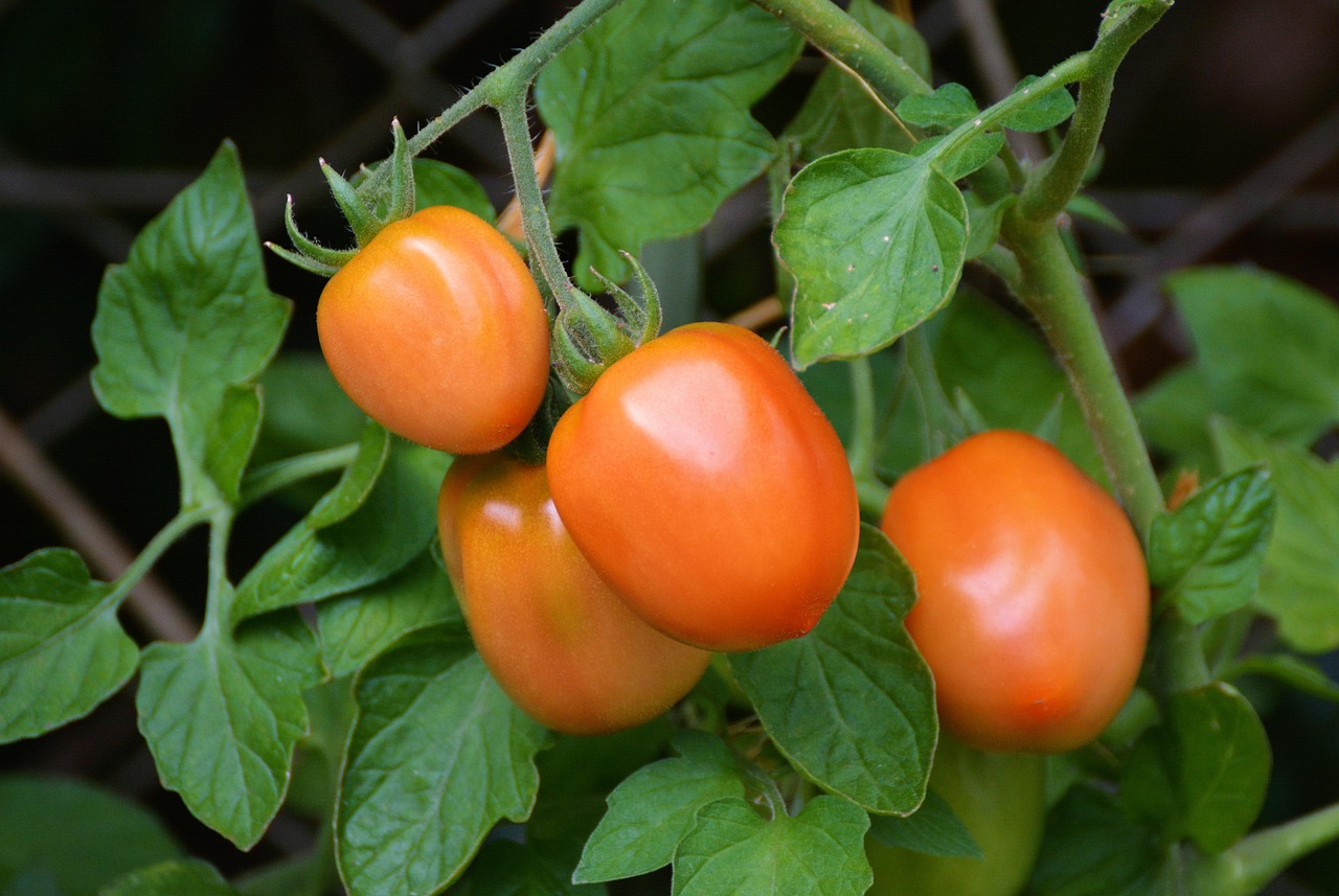 d&eacute;couvrez notre support pour tomates, con&ccedil;u pour maintenir vos plants bien droits et favoriser une croissance optimale dans votre potager.